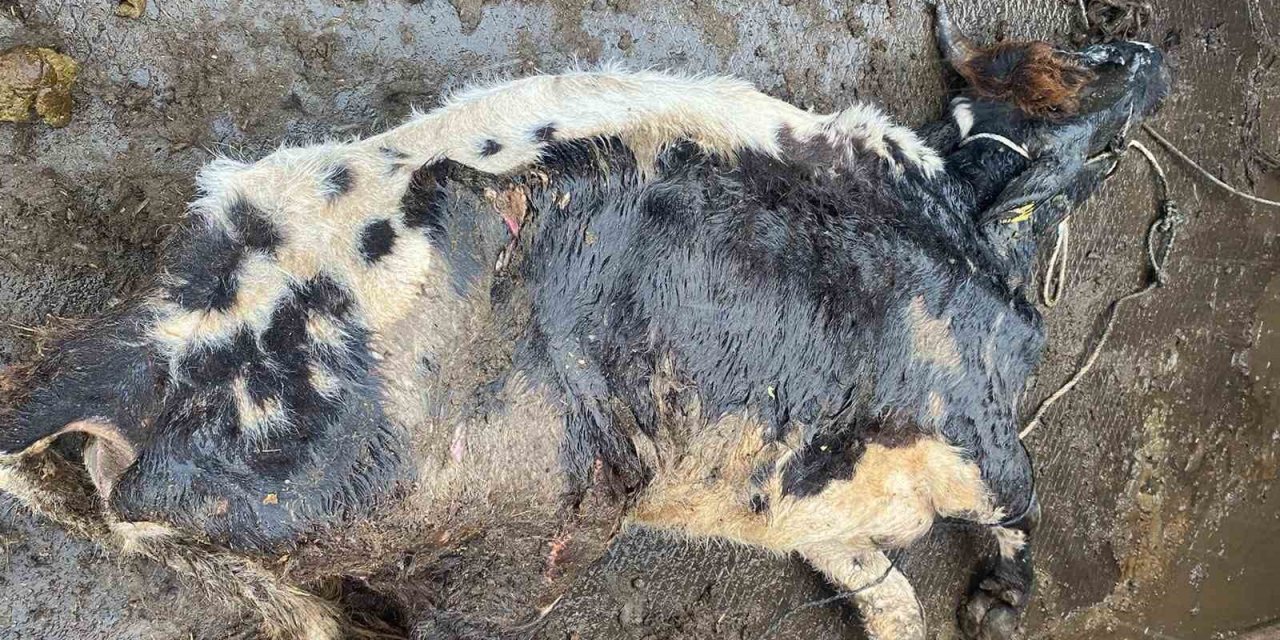 Çine’de itlaf edilen hayvan enfeksiyon kapmış