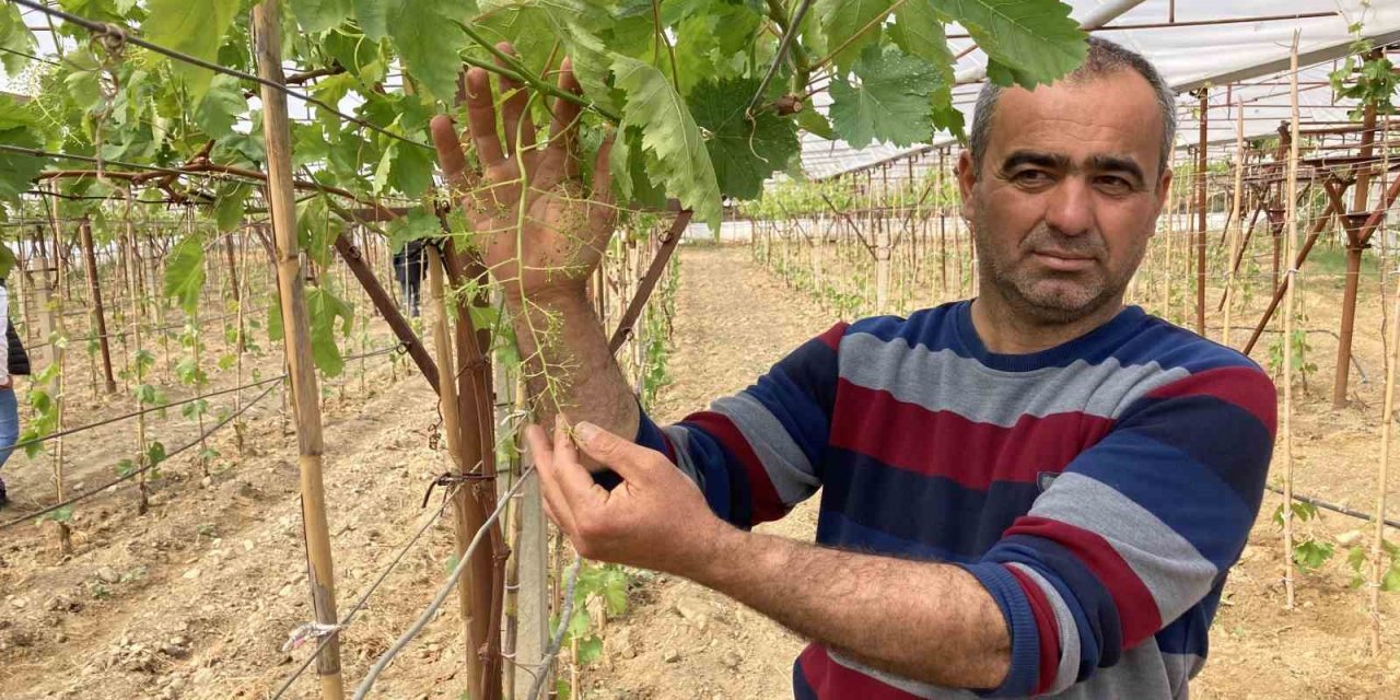 Sarıgöl’de ilk kez örtüaltı üzüm yetiştirildi
