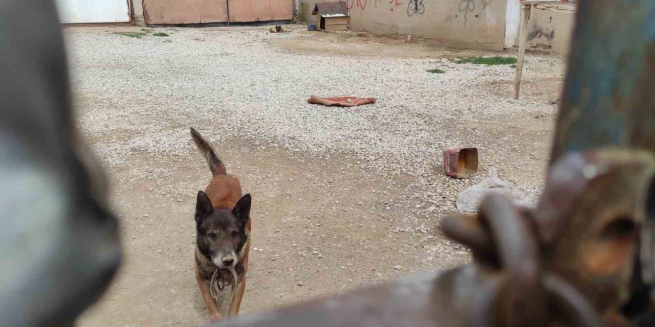 Yasaklı cins köpek barınağa teslim edildi