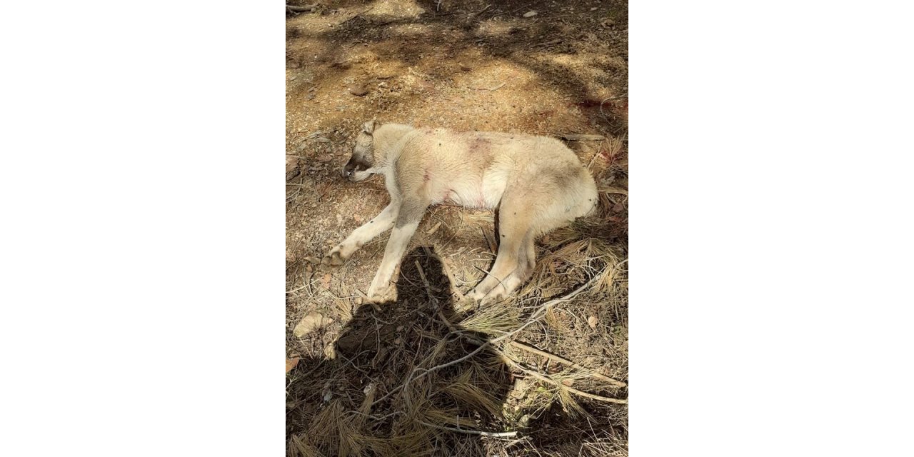 Çoban köpeklerini av tüfeğiyle vurup telef ettiler