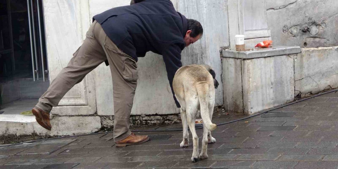 Sokak köpekleri İstiklal Caddesi’ndeki bir lokantanın müdavimi oldu
