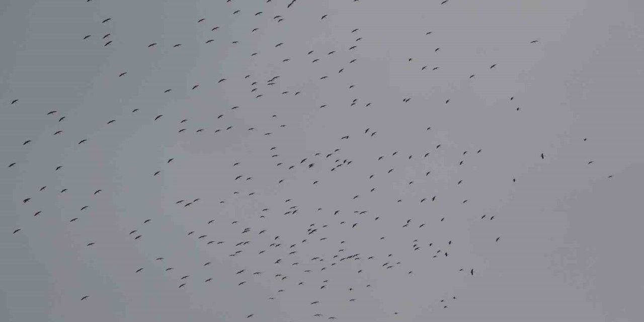 İstanbul’a gelen leylek sürüsü Taksim Meydanı semalarında görsel şölen oluşturdu