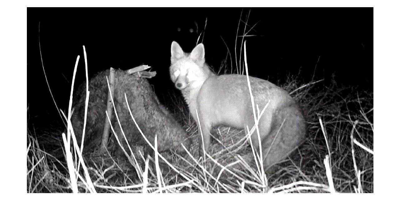 Tilkinin post mücadelesi fotokapana yansıdı