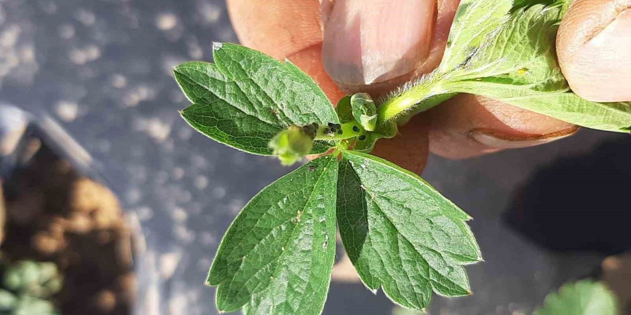 Çilek üreticileri yaprak bitleri hakkında bilgilendirildi