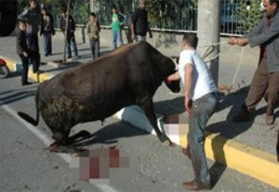 Sokakta Kurban kesene ağır ceza