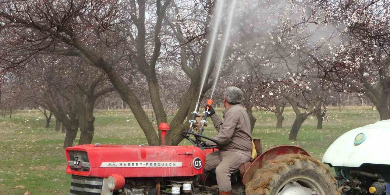 Depremin vurduğu Malatya’da kayısı üreticileri yeni sezona hazırlanıyor