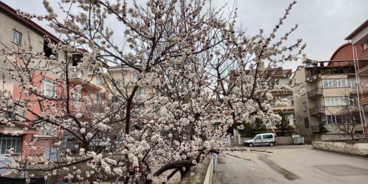 Meyve ağaçları çiçek açtı