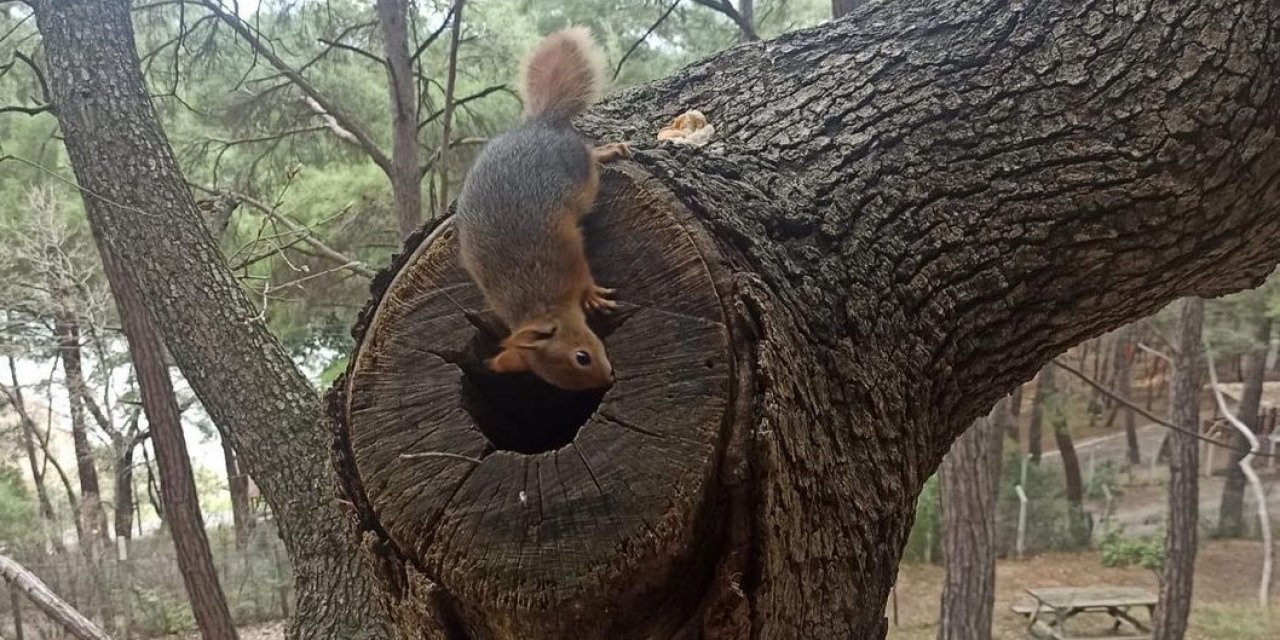 Osmaniye’de odunların arasında bulunan yavru sincaplar doğaya bırakıldı