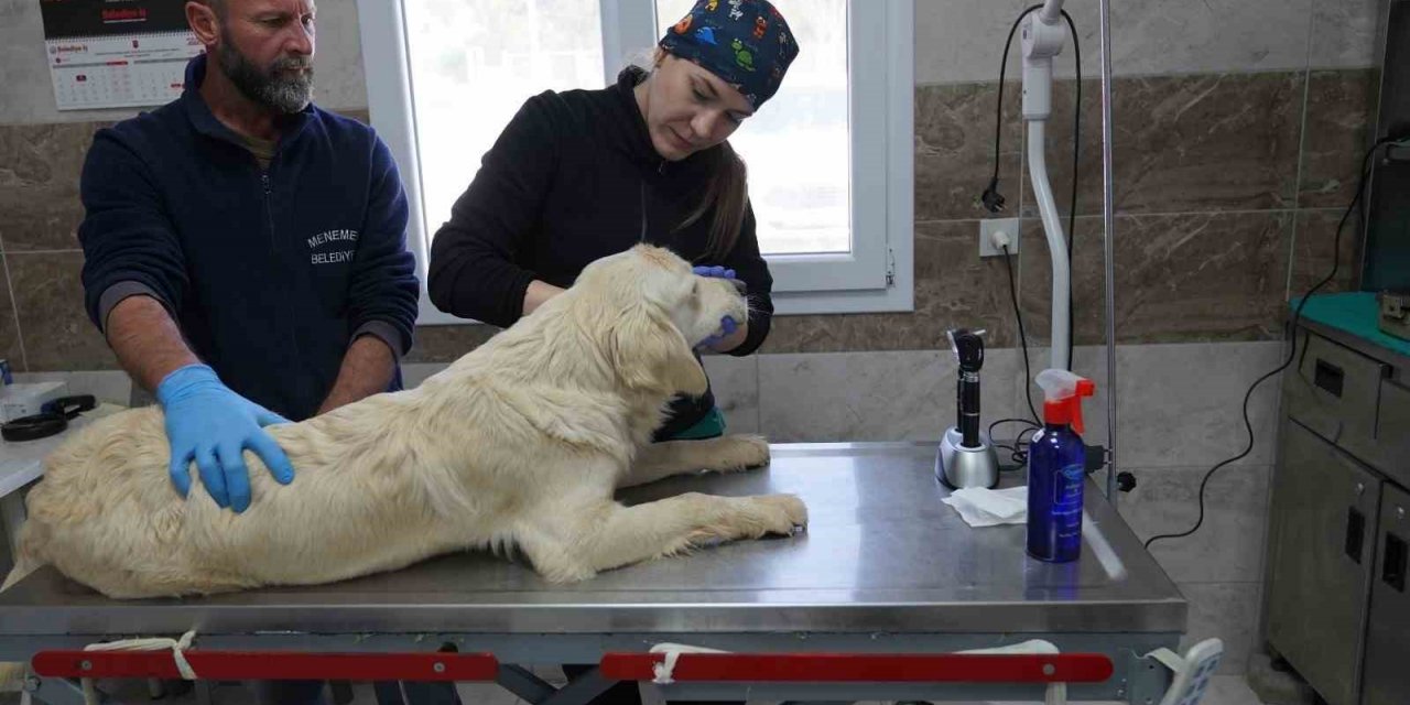 Menemen Belediyesi depremzede can dostlara sahip çıktı