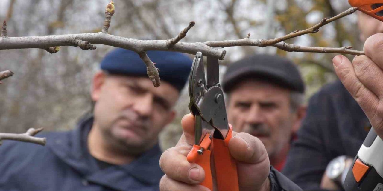 Sinop’ta çiftçilere uygulamalı budama eğitimi