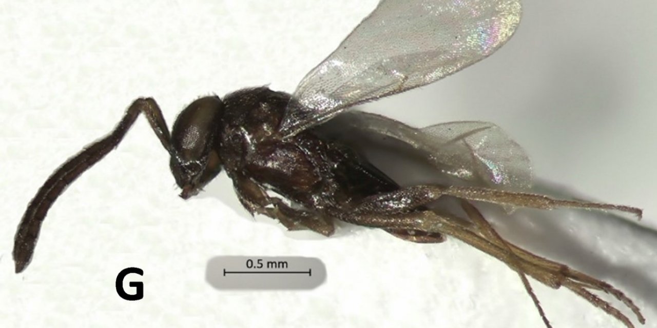 Aydın’da yeni bir böcek türü bulundu