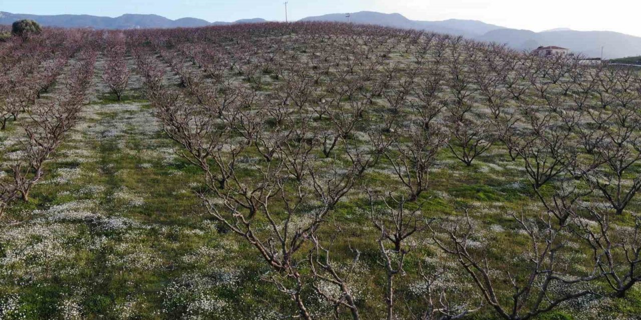 Şeftali bahçelerindeki rengarenk görüntüler görsel şölen oluşturuyor