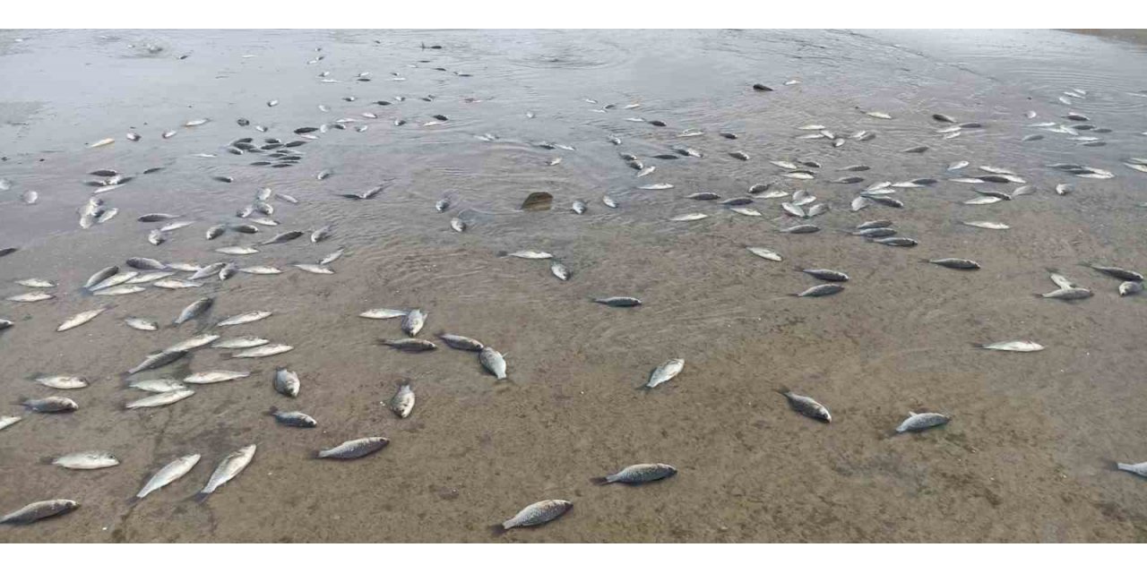 Gercüş’te gölet önündeki seti geçemeyen balıklar telef oldu