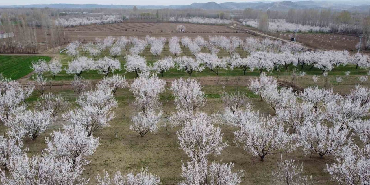 Iğdır’da çiçek açan kayısı ağaçlarından görsel şölen