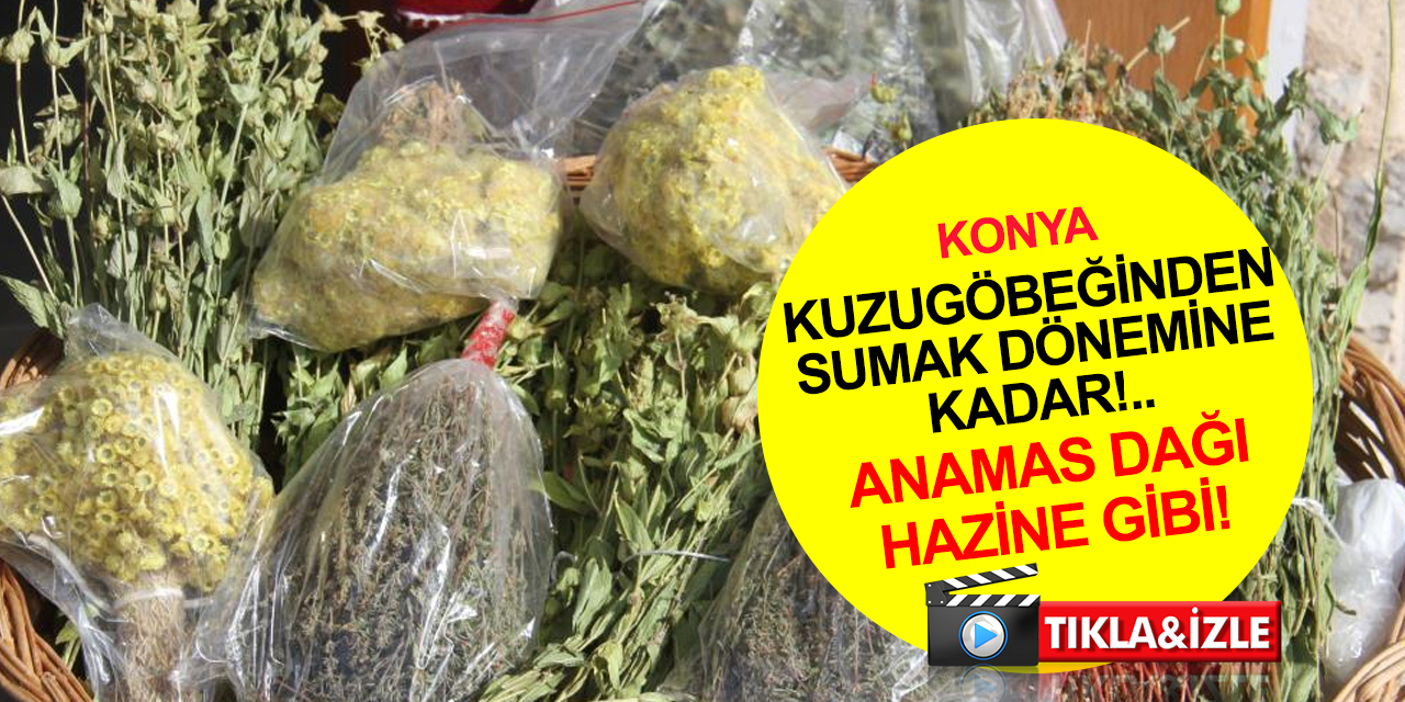 Konya Anamas Dağı hazine gibi! Kuzugöbeği mantarından sumak dönemine kadar çeşit çeşit şifalı bitki fışkırıyor