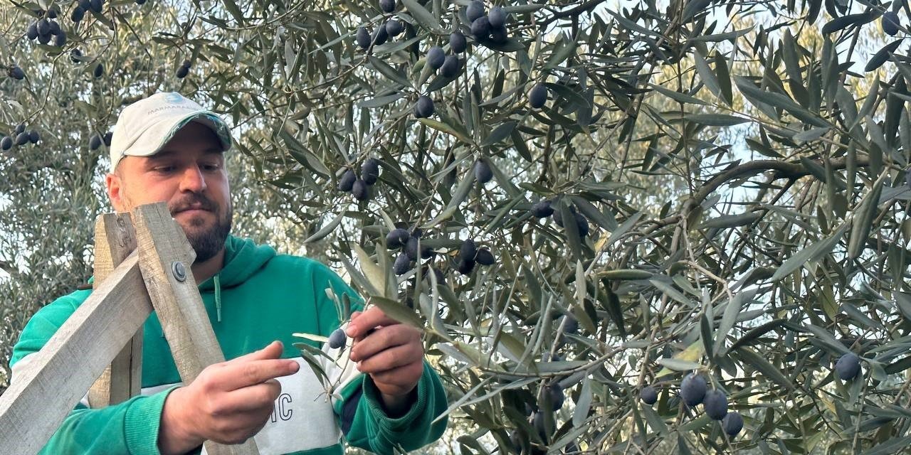 Mart ayında zeytin hasadı şaşırttı