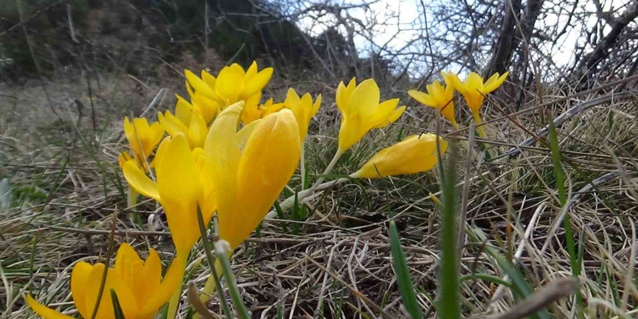Mudurnu’da çiğdemler görsel şölen sunuyor