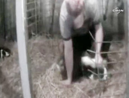 Hayvanlara korkunç işkence!