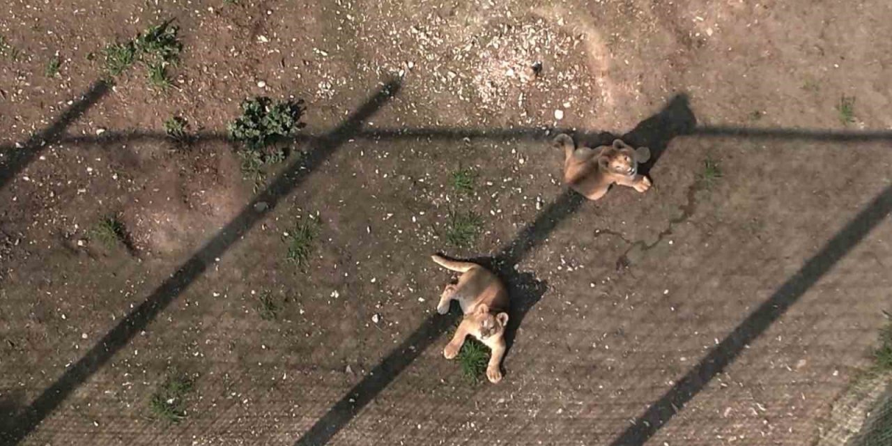 İlk defa dron gören minik aslanlar