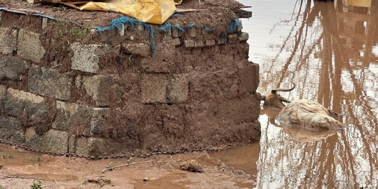 Elazığ’da sağanak yağışın vurduğu beldede hayvanlar telef oldu