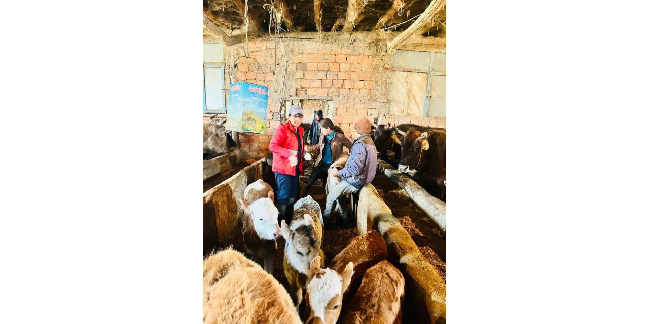 Sandıklı’da büyükbaş hayvanlara şap aşısı uygulaması devam ediyor