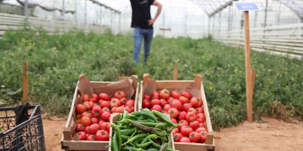 Aydın Büyükşehir Belediyesi bu yıl da ata tohumlarından sebze hasadına başladı