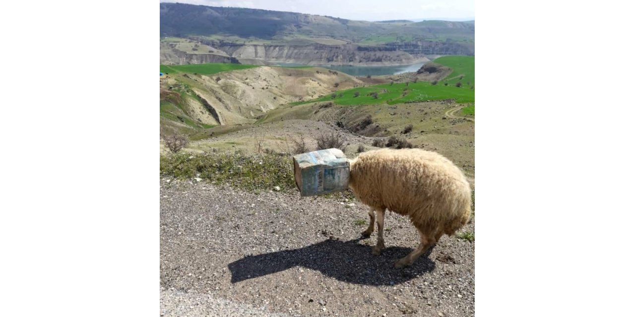 Kafası tenekeye sıkışan koyunu tamirci kurtardı