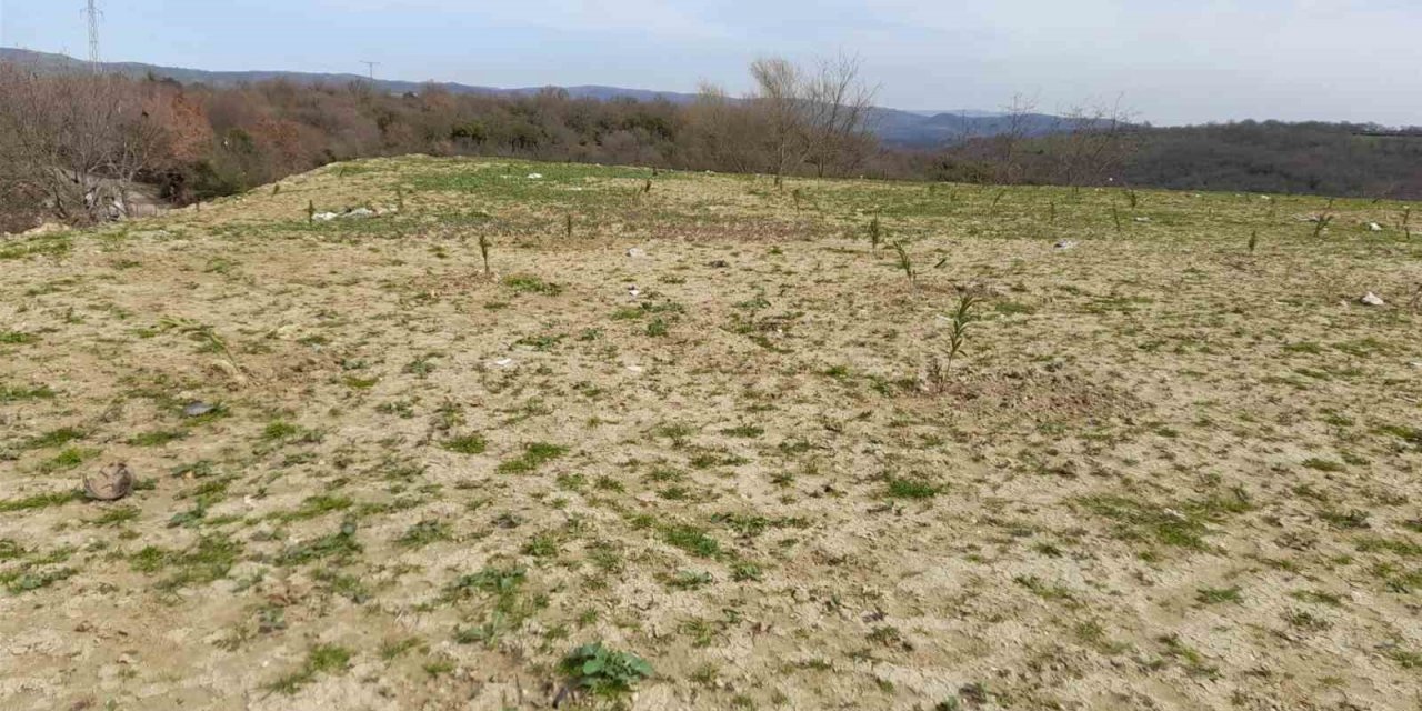 Çöplerin yerini zakkum çiçekleri alıyor