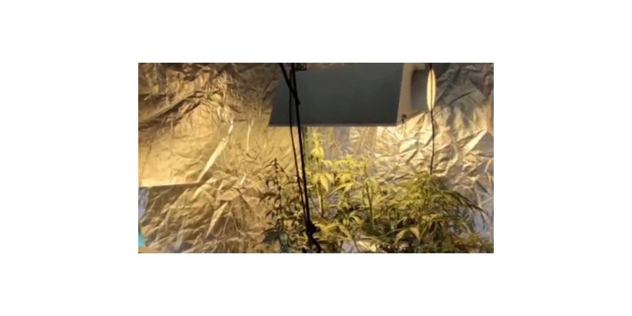 Evinde çadır kurup uyuşturucu yetiştirmiş