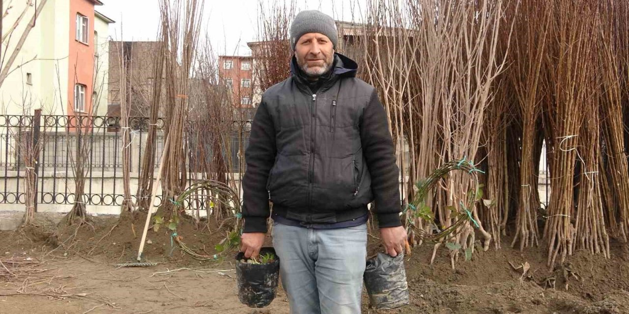 Havaların ısınmasıyla meyve fidanları da görücüye çıktı