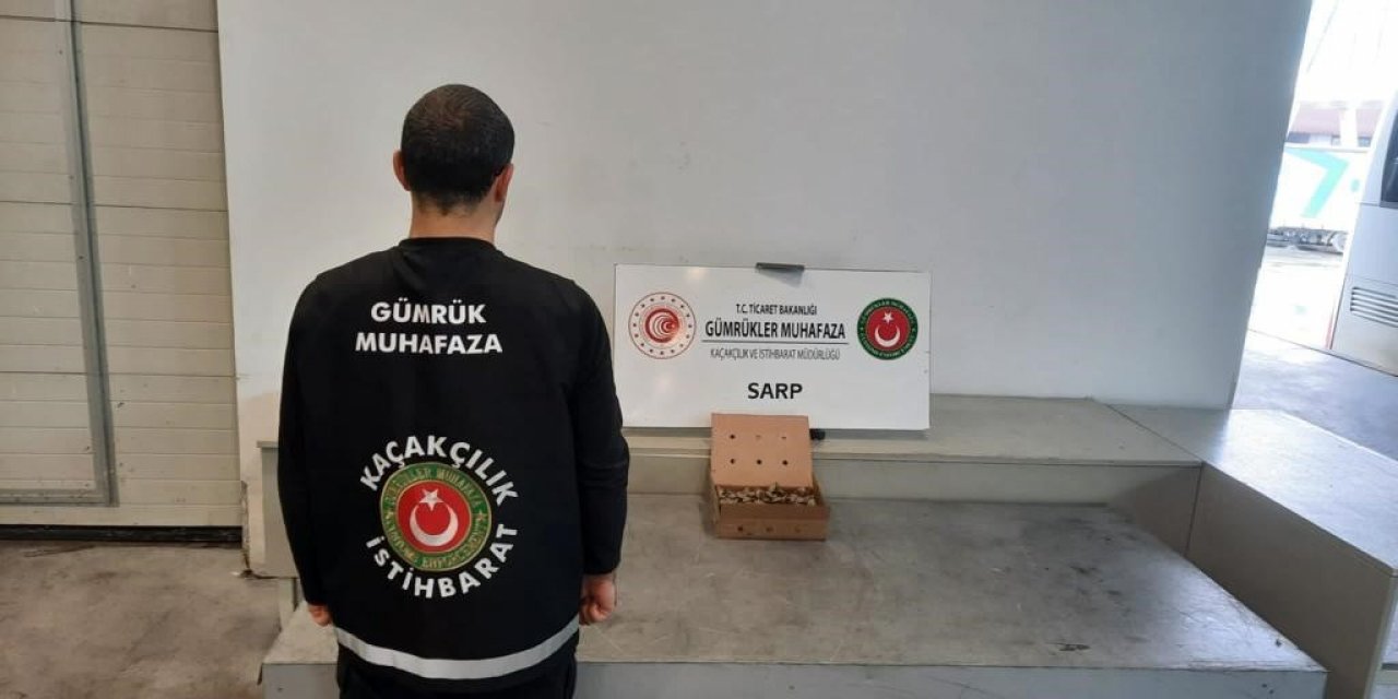 Sarp Sınır Kapısı’nda 250 adet su kaplumbağası ele geçirildi