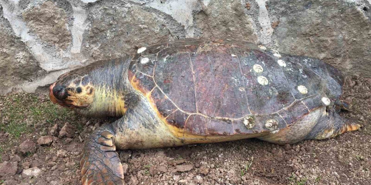 Sayısı gittikçe azalıyor: 100 kiloluk deniz kaplumbağası kıyıya vurdu