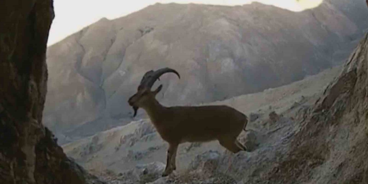 Van’da nesli tehlikede olan yaban keçileri fotokapana takıldı