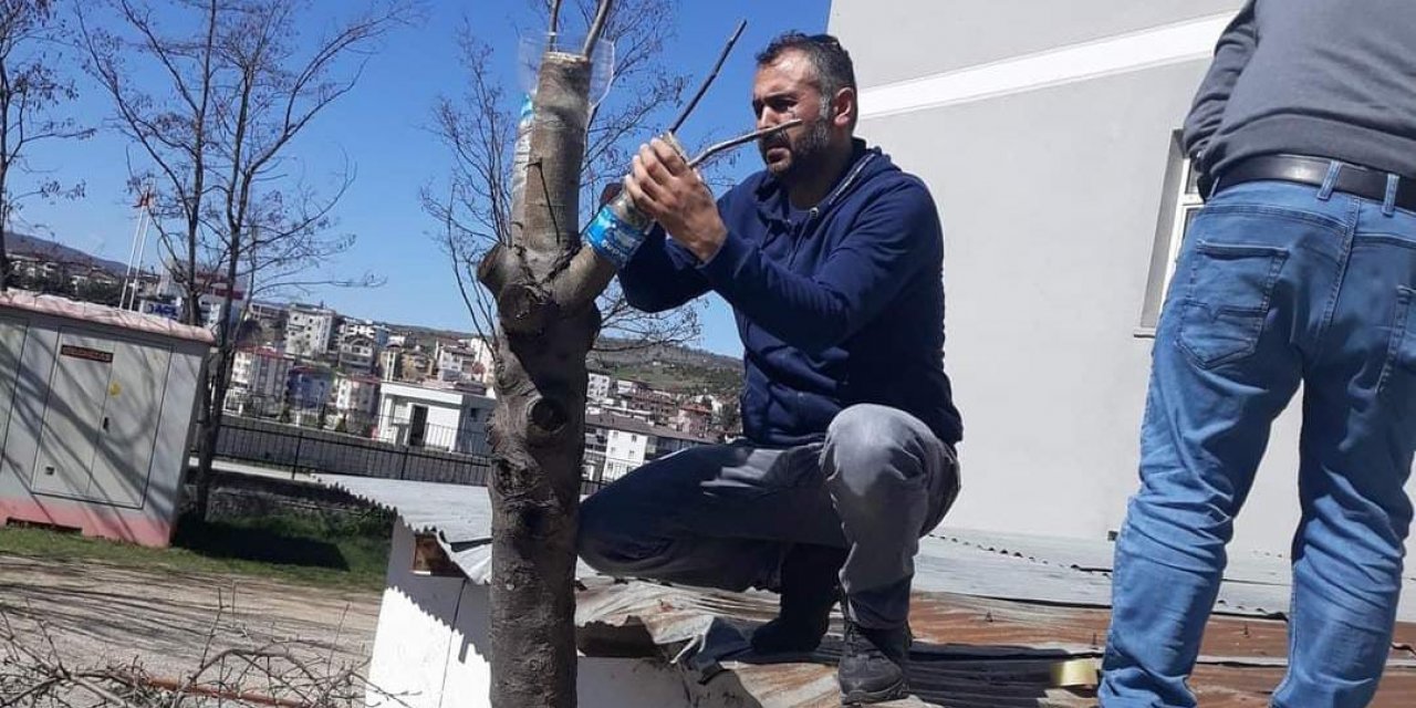 Duyarlı öğretmenden yabani meyve ağaçlarına aşı