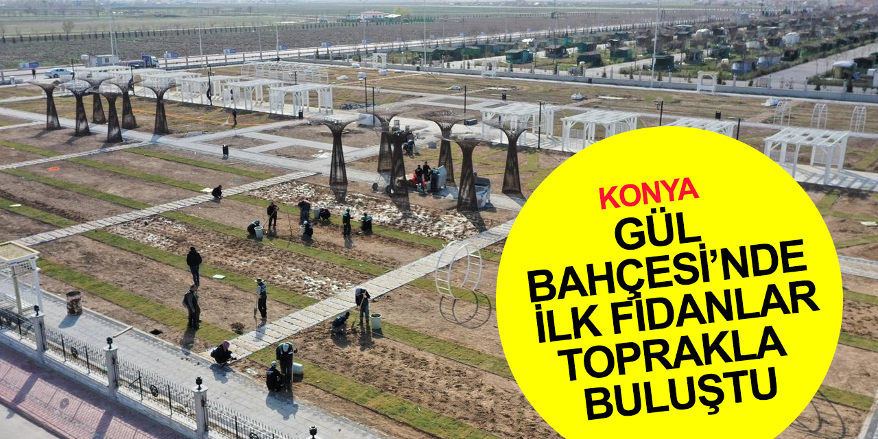 Konya'ya bir güzellik daha! Karatay Gül Bahçesi'nde fidanlar toprakla buluşturuldu