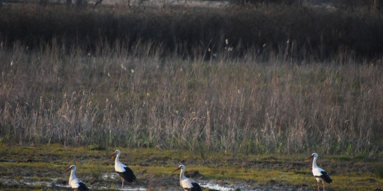 Leylekler Sinop’taki yuvalarına gelmeye başladı