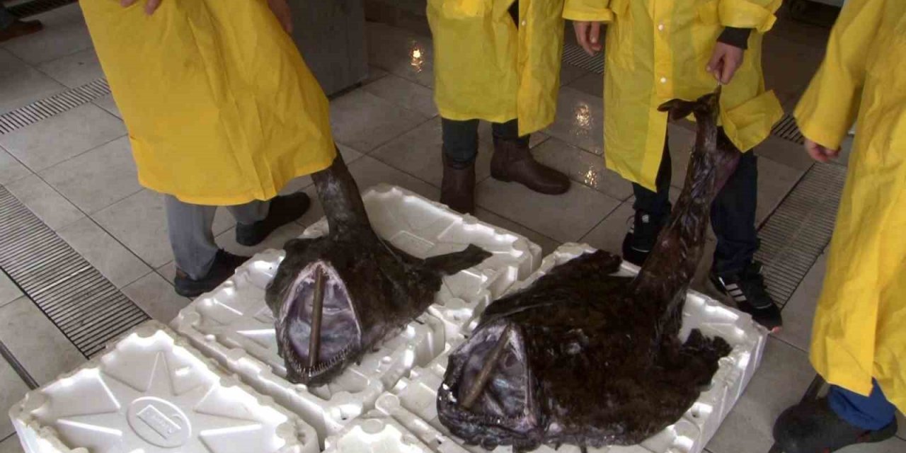 Silivri açıklarında 2 dev Fener Balığı yakalandı