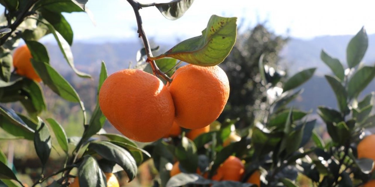 9 çeşit Rize Mandalinası tescillendi