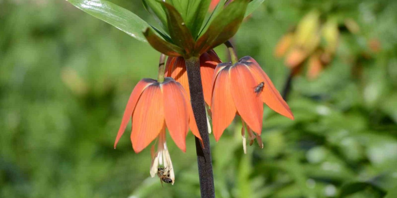 Şırnak’ta ’ters laleler’ kartpostallık görüntü oluşturdu