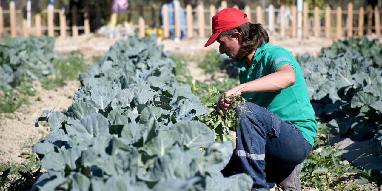 Adabahçe’de kış hasadı devam ediyor