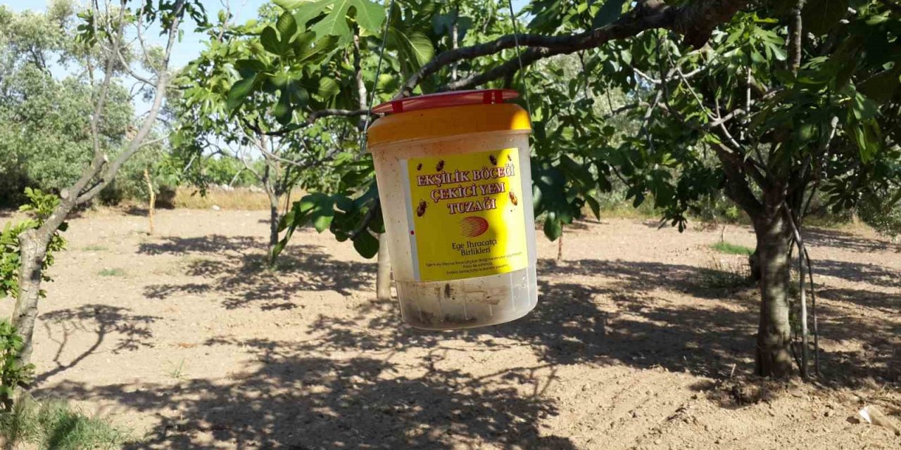 Buharkentli incir üreticilerine ekşilik böceği uyarısı