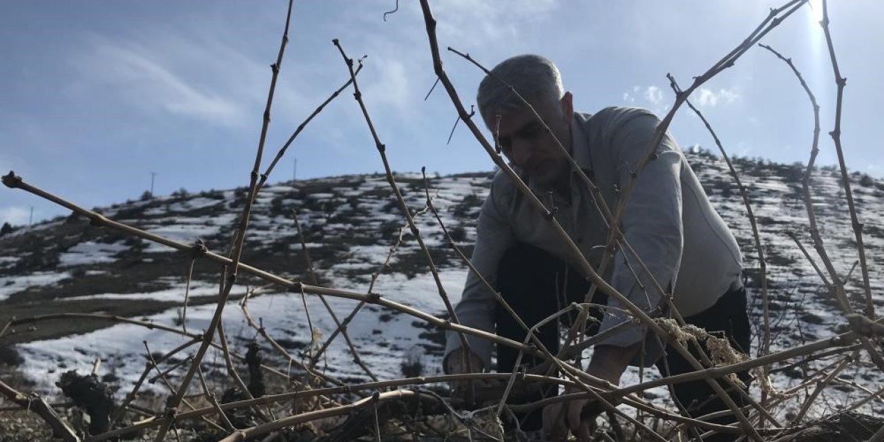 Tescilli Cimin üzümü mesaisi sürüyor