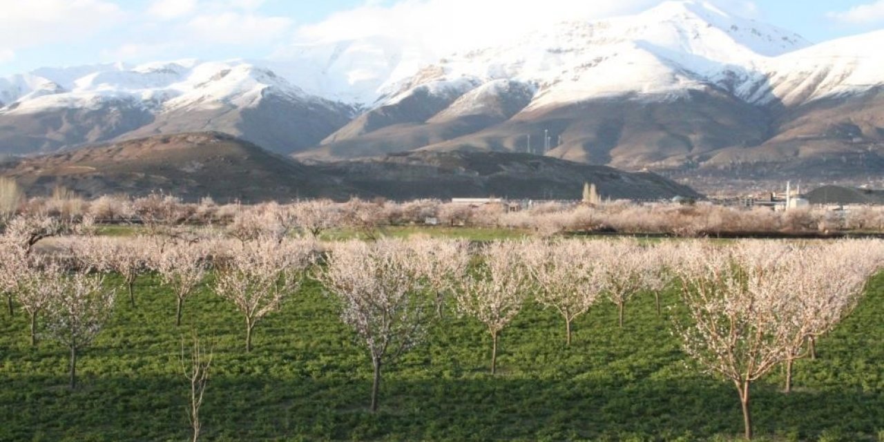 Erzincan’da çiçek açan kayısı ağaçları donma tehlikesi altında