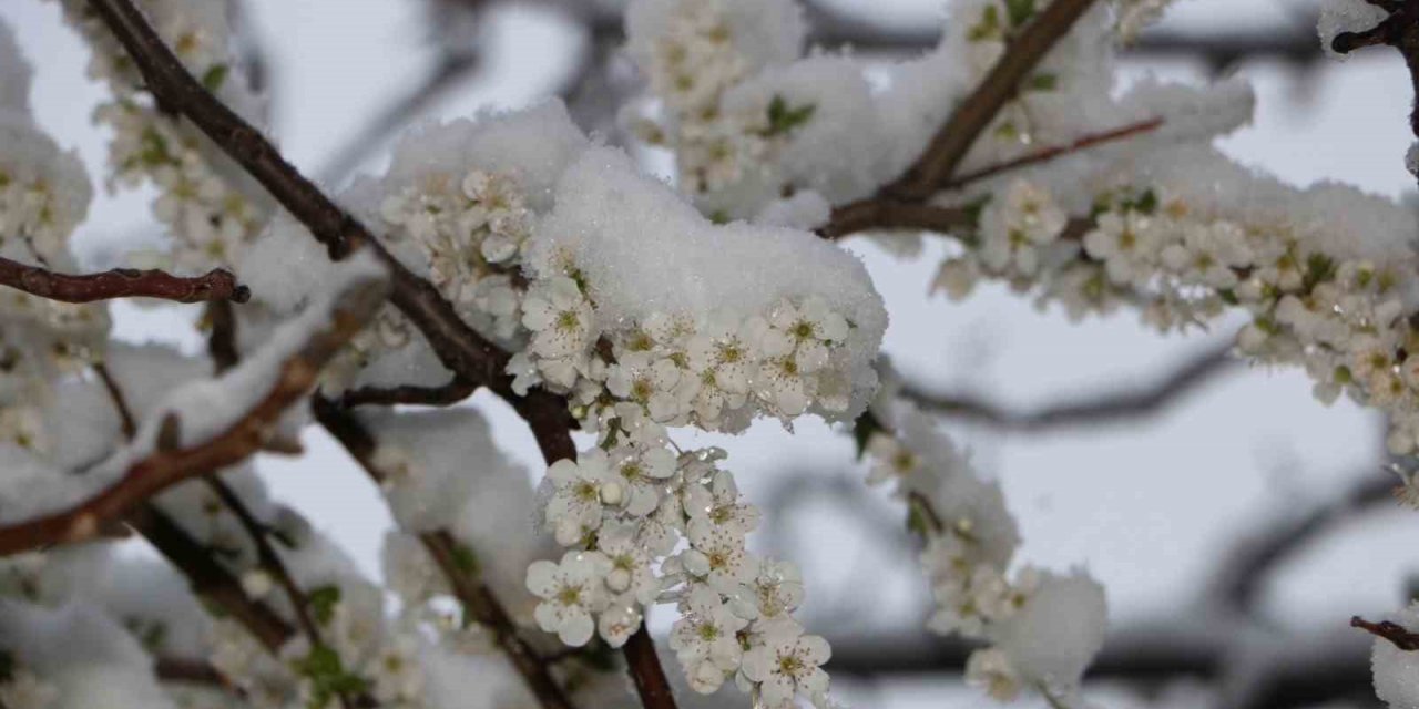 Çiçek açan meyve ağaçları kar altında görüntülendi
