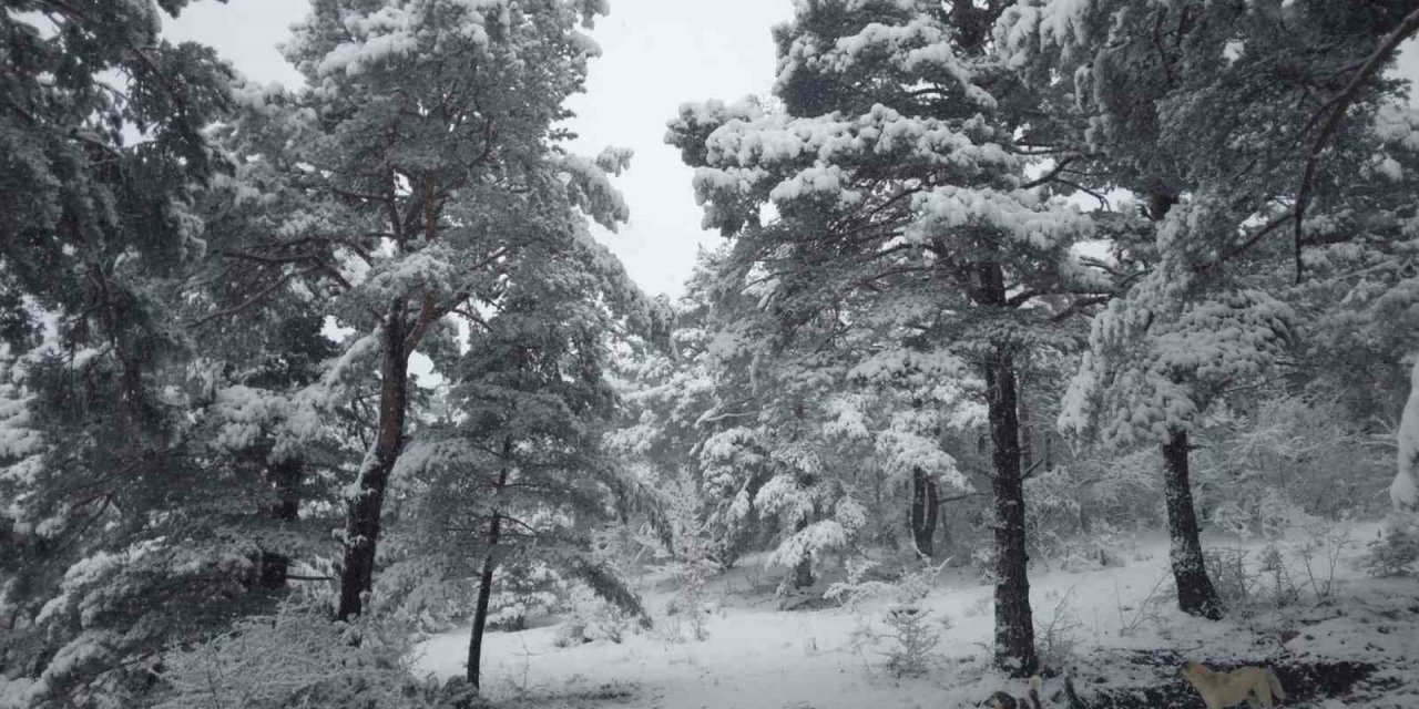 Tokat’ta Çamiçi Yaylası’na Bahar Karı