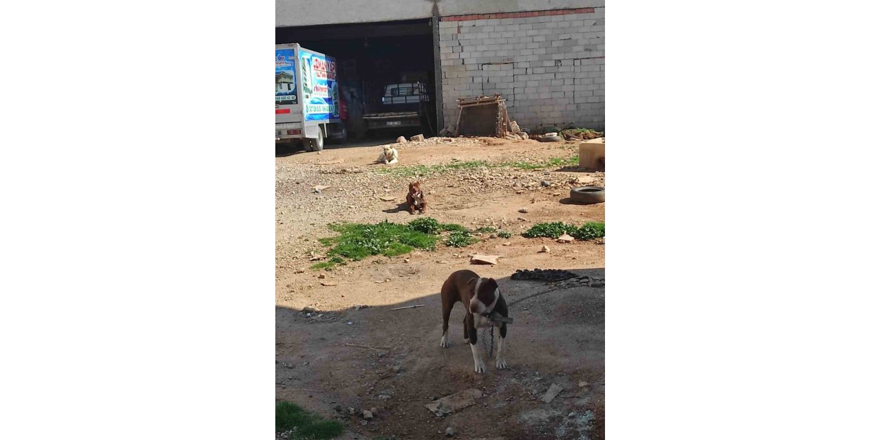 Yasaklı ırk köpek besleyen şahsa ceza