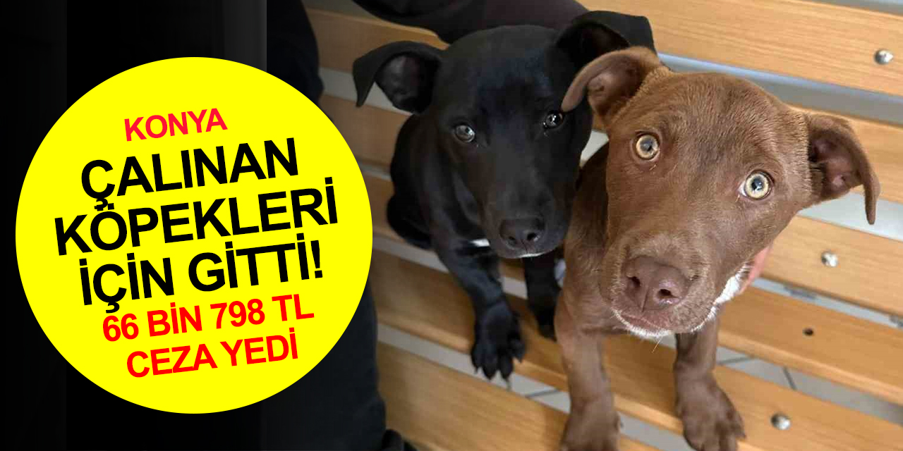 Konya'da köpekleri çalındı diye polise giden şahsa ceza şoku! 66 bin 798 lira ceza yedi