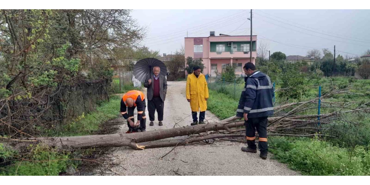 Aşırı rüzgar Kozan’da ağaçları devirdi