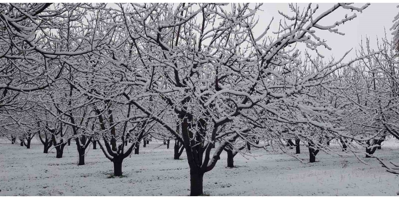 Sivaslı’da yağan kar meyve ağaçlarını olumsuz etkiledi