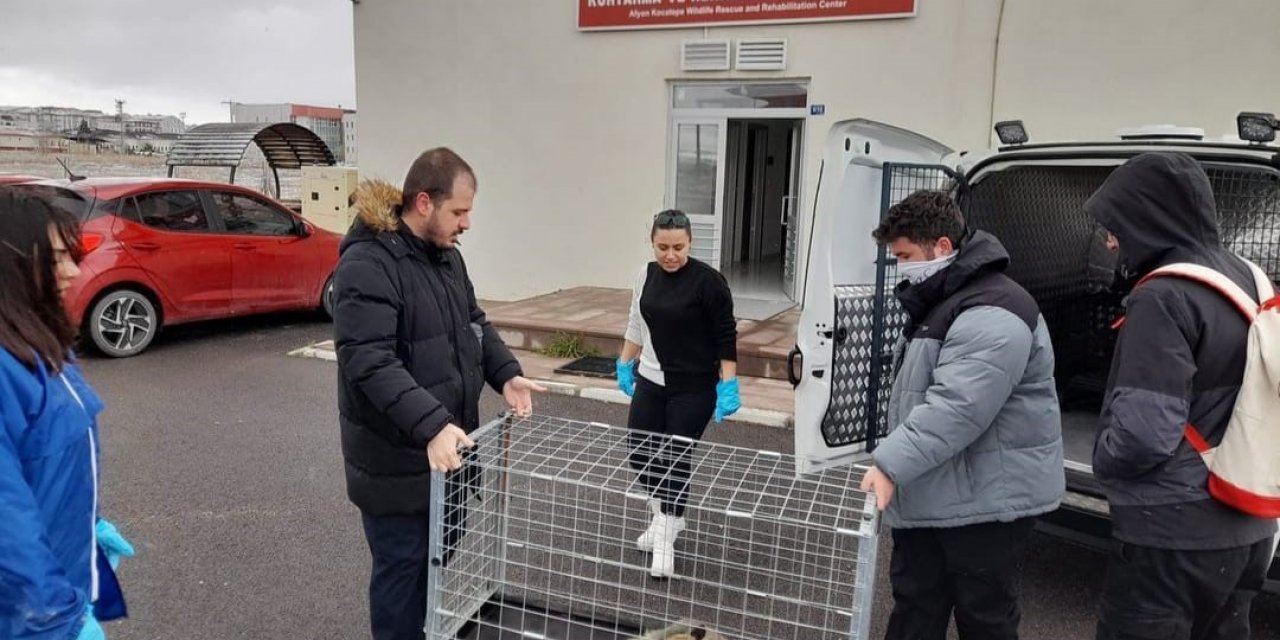 Bacağı kırık halde bulunan tilki tedavi edildi